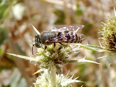Bembix