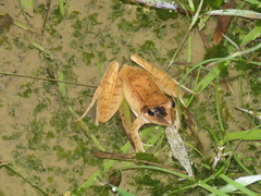 Rana longicrus