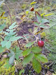 Rosa majalis