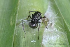 Polyrhachis