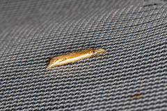 Raphiptera argillaceellus