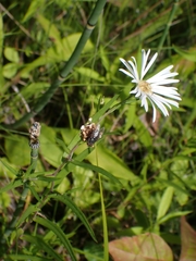 Symphyotrichum boreale