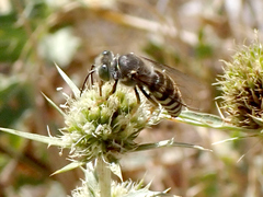 Bembix