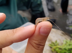 Macrobrachium japonicum