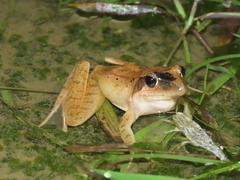 Rana longicrus