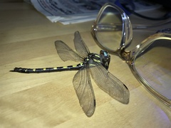 Cordulegaster dorsalis