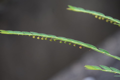 Phyllanthus ussuriensis