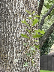 Quercus shumardii