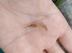 Macrobrachium japonicum