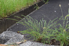 Phyllanthus ussuriensis