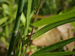 Symphyotrichum boreale
