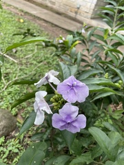 Brunfelsia pauciflora