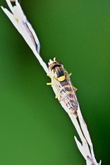 Sphaerophoria scripta