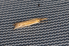 Raphiptera argillaceellus