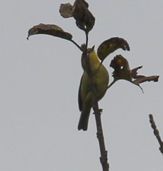 Zosterops virens virens