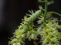 Melanchra persicariae