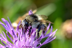 Bombus sylvarum