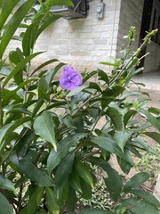 Brunfelsia pauciflora