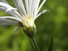 Symphyotrichum boreale