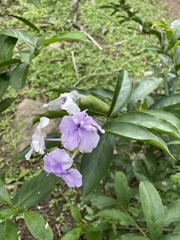 Brunfelsia pauciflora