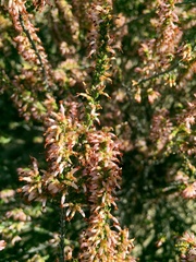 Erica inaequalis