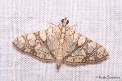 Glyphodes caesalis