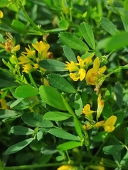 Medicago falcata