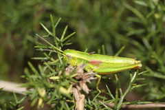 Euthystira brachyptera