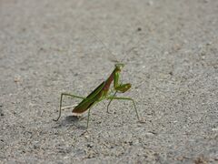 Tenodera angustipennis