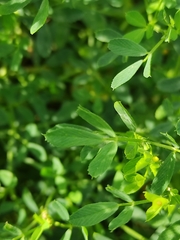 Medicago falcata