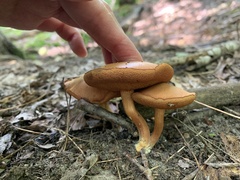 Chalciporus