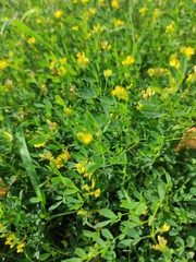 Medicago falcata