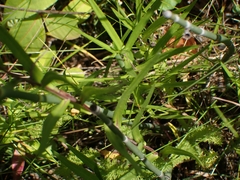 Symphyotrichum boreale