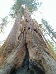 Sequoiadendron giganteum