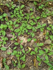 Antennaria solitaria