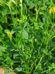 Medicago falcata