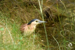 Nycticorax caledonicus