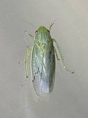 Gyponana