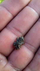 Anaxyrus compactilis