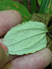 Antennaria solitaria