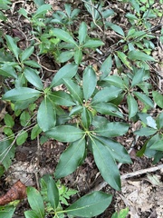 Kalmia latifolia