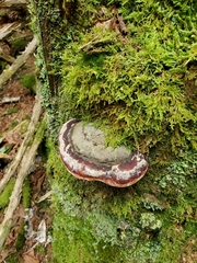 Fomitopsis mounceae