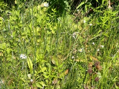 Symphyotrichum boreale