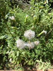 Erechtites hieraciifolius