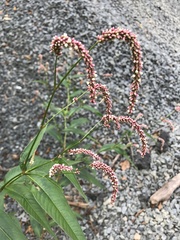 Persicaria extremiorientalis