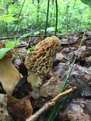 Morchella americana