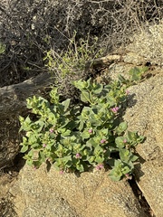 Mirabilis multiflora