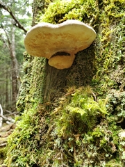 Fomitopsis mounceae