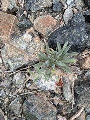 Oreocarya thompsonii