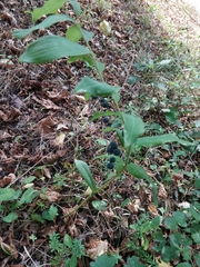 Polygonatum multiflorum